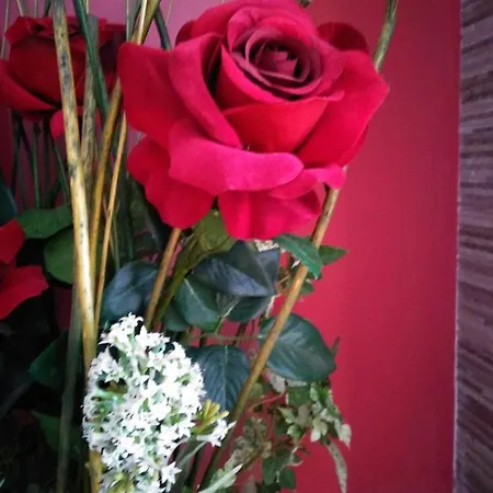 Rosa Roja